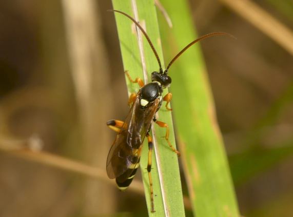 Ichneumon sarcitorius