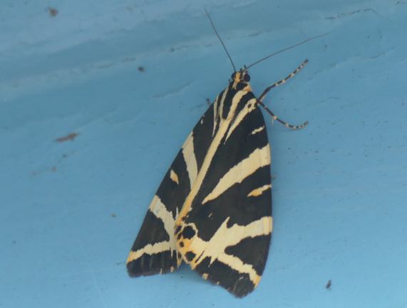 Jersey Tiger moth