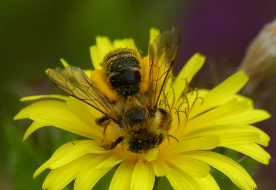 Pantaloon Bee - Dasypoda hirtipes