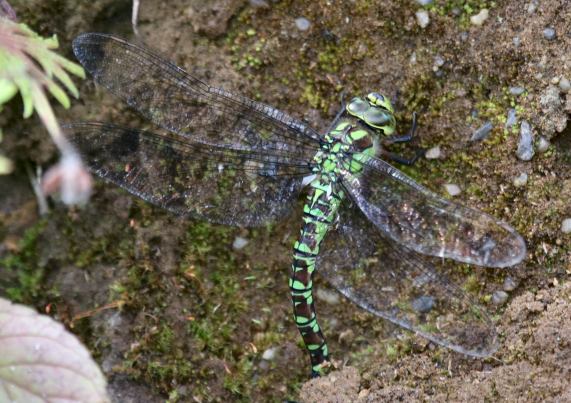 Southern Hawker dragonfly