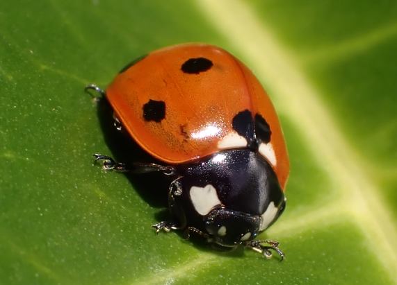 7-spot Ladybird