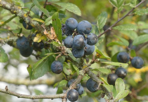 Sloe
                  berries