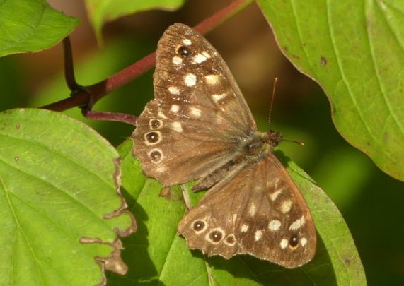 Speckled Wood butterfly