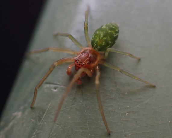 Spider - Nigma walckenaeri - male