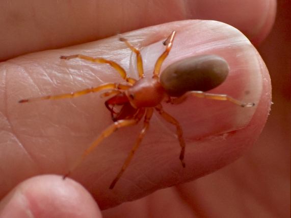 Woodlouse Spider