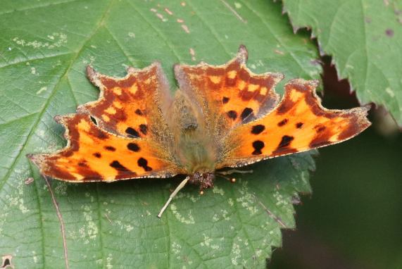 Comma butterfly