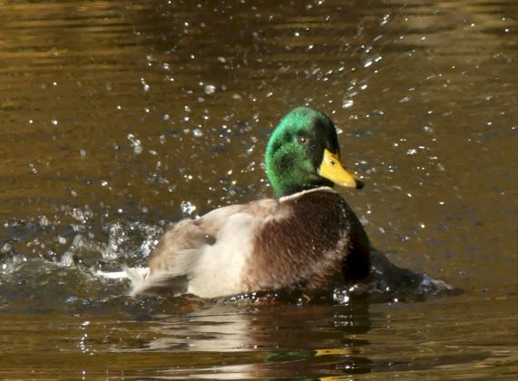 Mallard