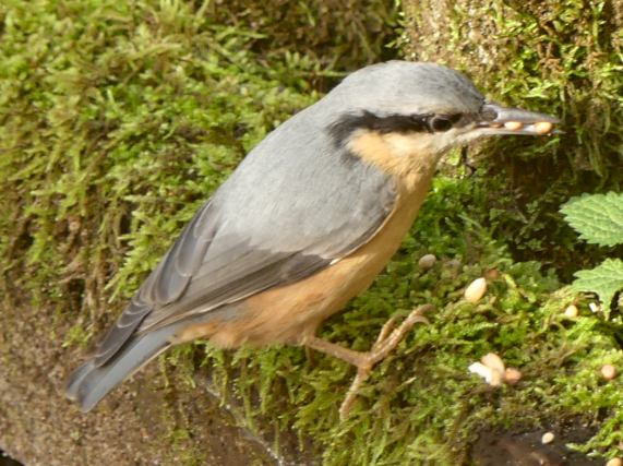 Nuthatch