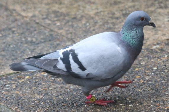 Ringed Pigeon