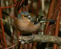 Chaffinch thumbnail