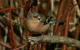 Chaffinch thumbnail