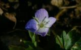 Common Field Speedwell Thumbnail