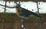 Fieldfare thumbnail