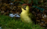 Green woodpecker thumbnail