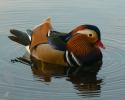 Mandarin Drake Thumbnail