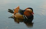 Mandarin Drake Thumbnail