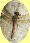 Common Darter Dragonfly