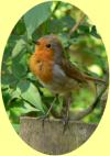 Robin