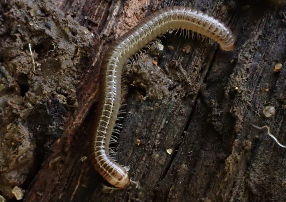 Cylinder Millipede