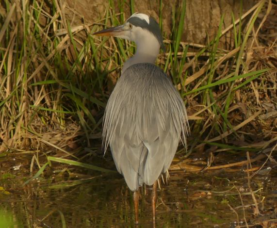 Grey
                  Heron