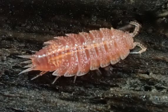 Rosy
                  Woodlouse